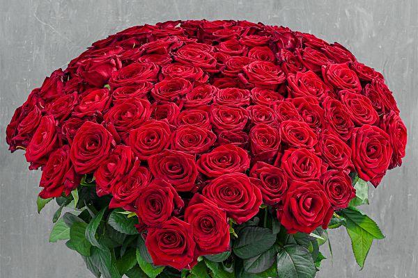 Букет 101 роза Ред Наоми
